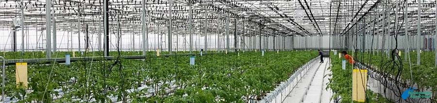 Carbonic enrichment systems in Greenhouses
